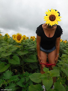 Tournesol