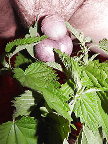 Cbt Nettle Pain