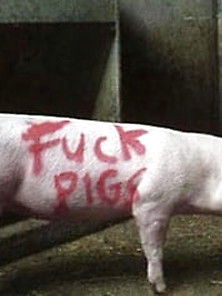 Fuckpig